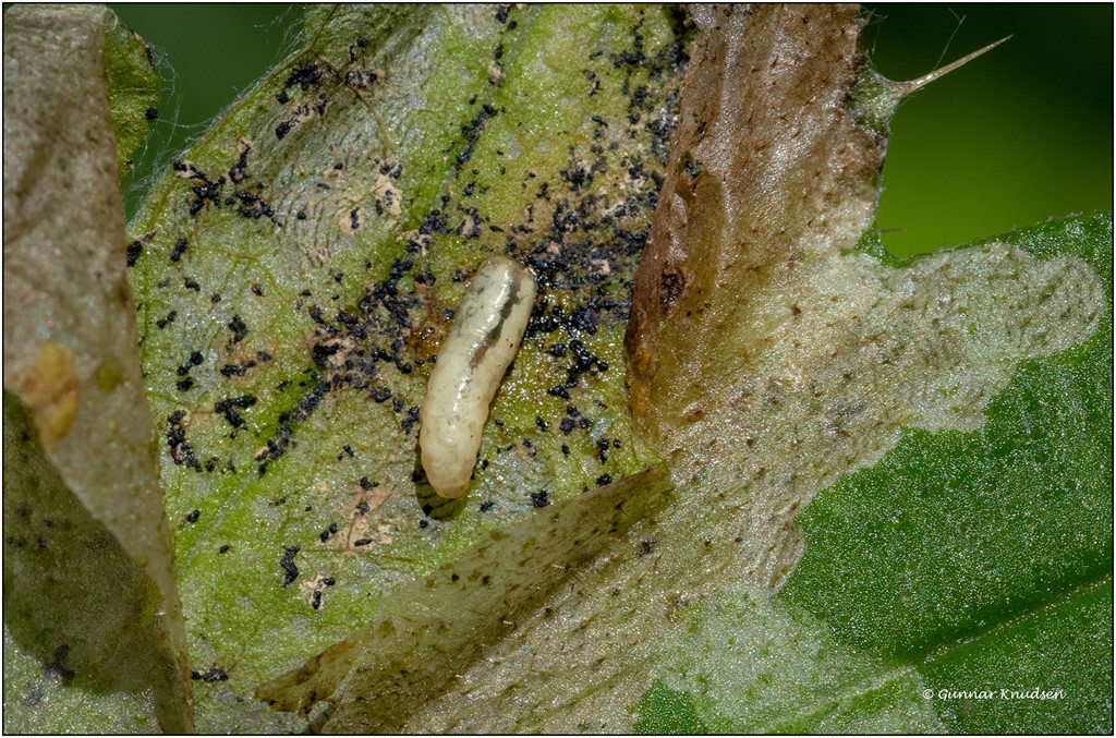 Pegomya steini (Pegomya steini)