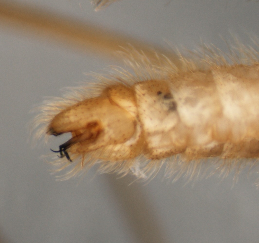 Molophilus medius (Molophilus medius)
