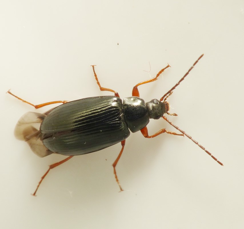 Blomsterskyggebille (Gonodera luperus)