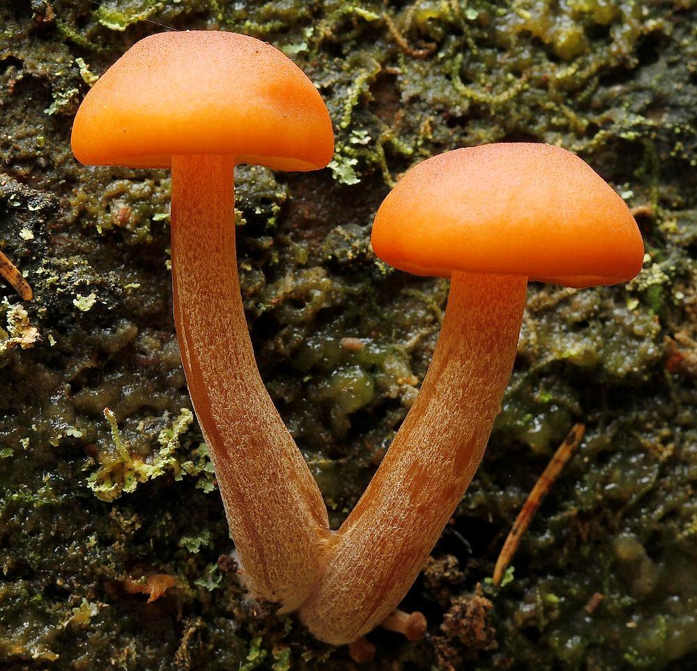 Puklet Flammehat (Gymnopilus picreus)