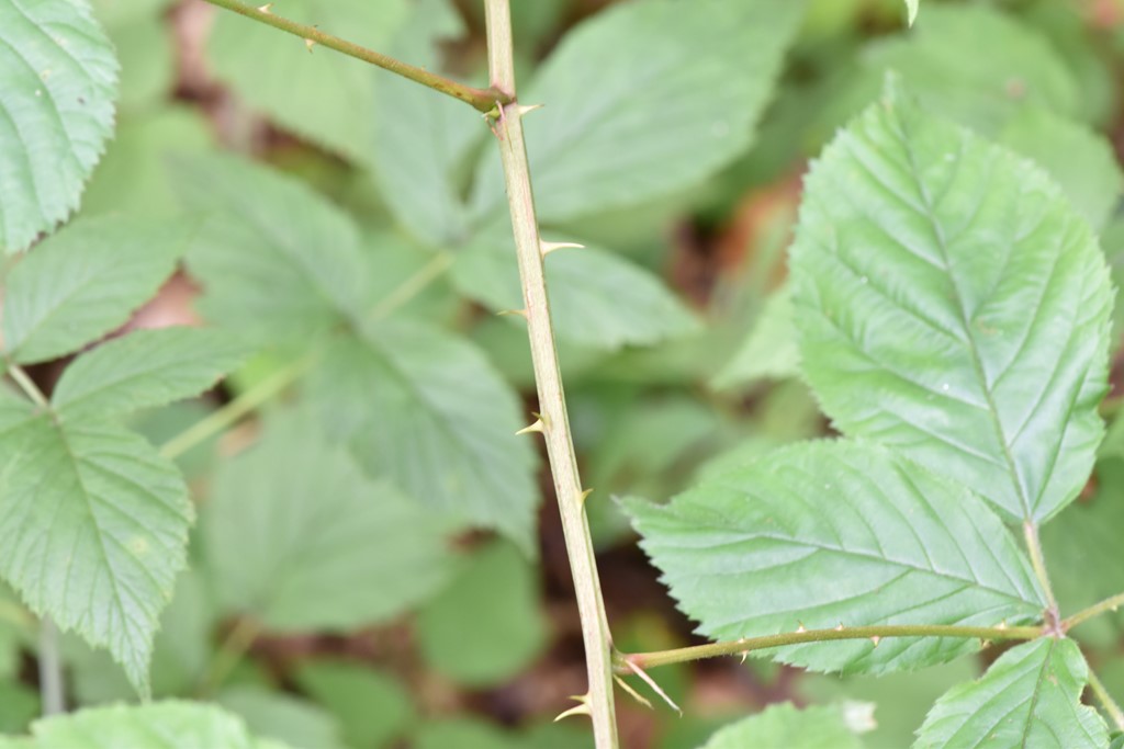 Rubus circipanicus (Rubus circipanicus)