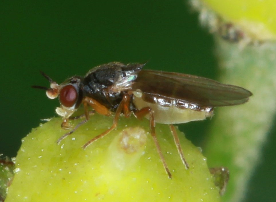 Elachiptera tuberculifera (Elachiptera tuberculifera)