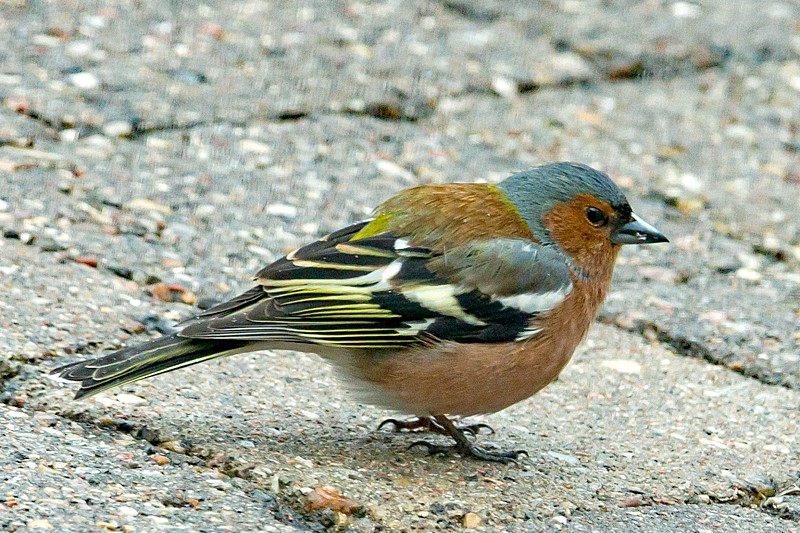 Bogfinke (Fringilla coelebs)