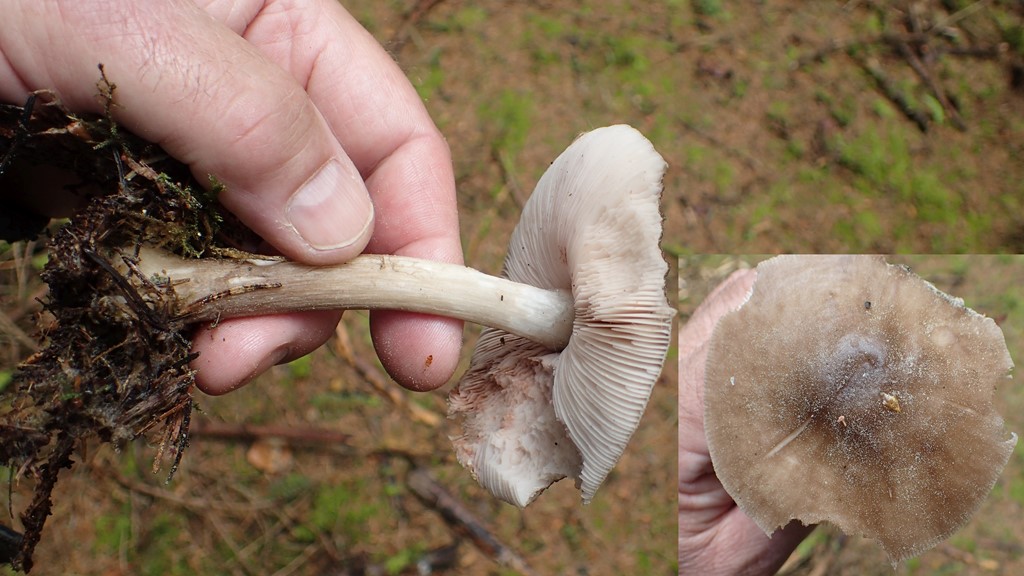 Pluteus primus (Pluteus primus)