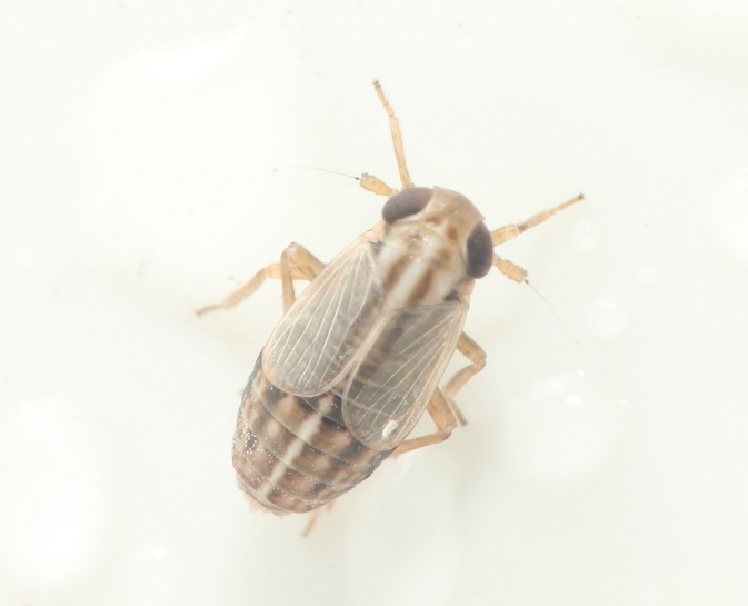Eurysa lineata (Eurysa lineata)