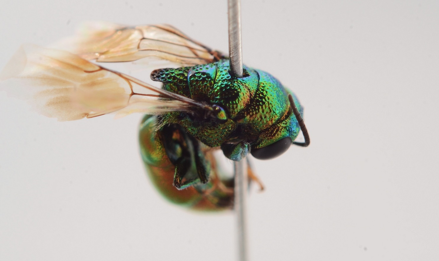 Smal Smaragdguldhveps (Elampus panzeri)