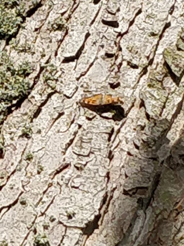 Kirsebærtakvinge/Østlig Takvinge (Nymphalis polychloros/Nymphalis xanthomelas)