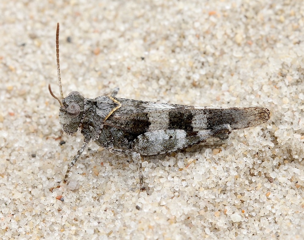 Blåvinget Ørkengræshoppe (Oedipoda caerulescens)
