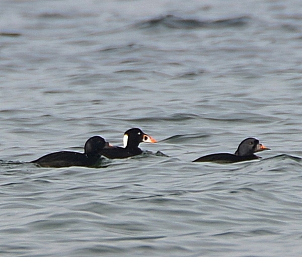 Brilleand (Melanitta perspicillata)