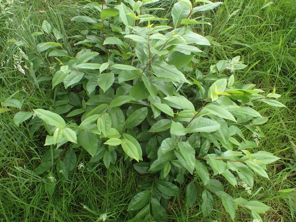 Prunus virginiana (Prunus virginiana)
