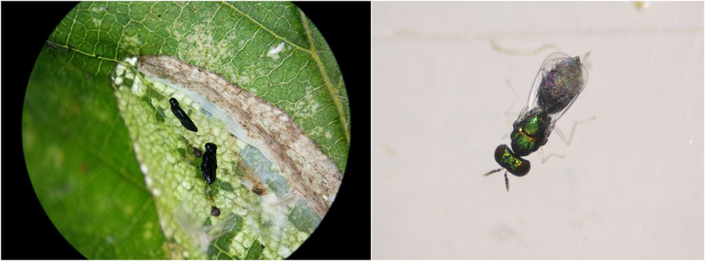 Achrysocharoides carpini (Achrysocharoides carpini)