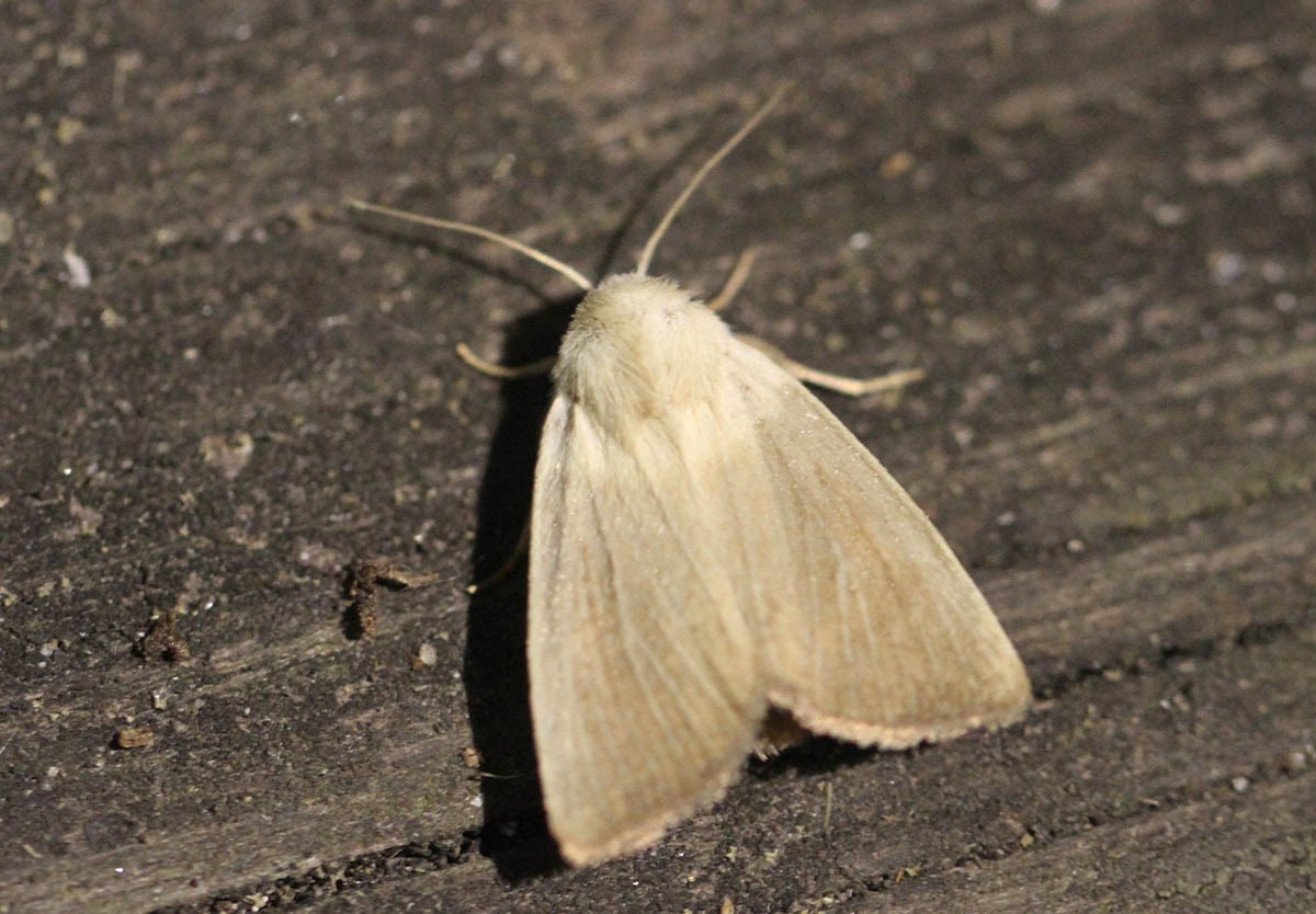 Tagrørugle (Arenostola phragmitidis)