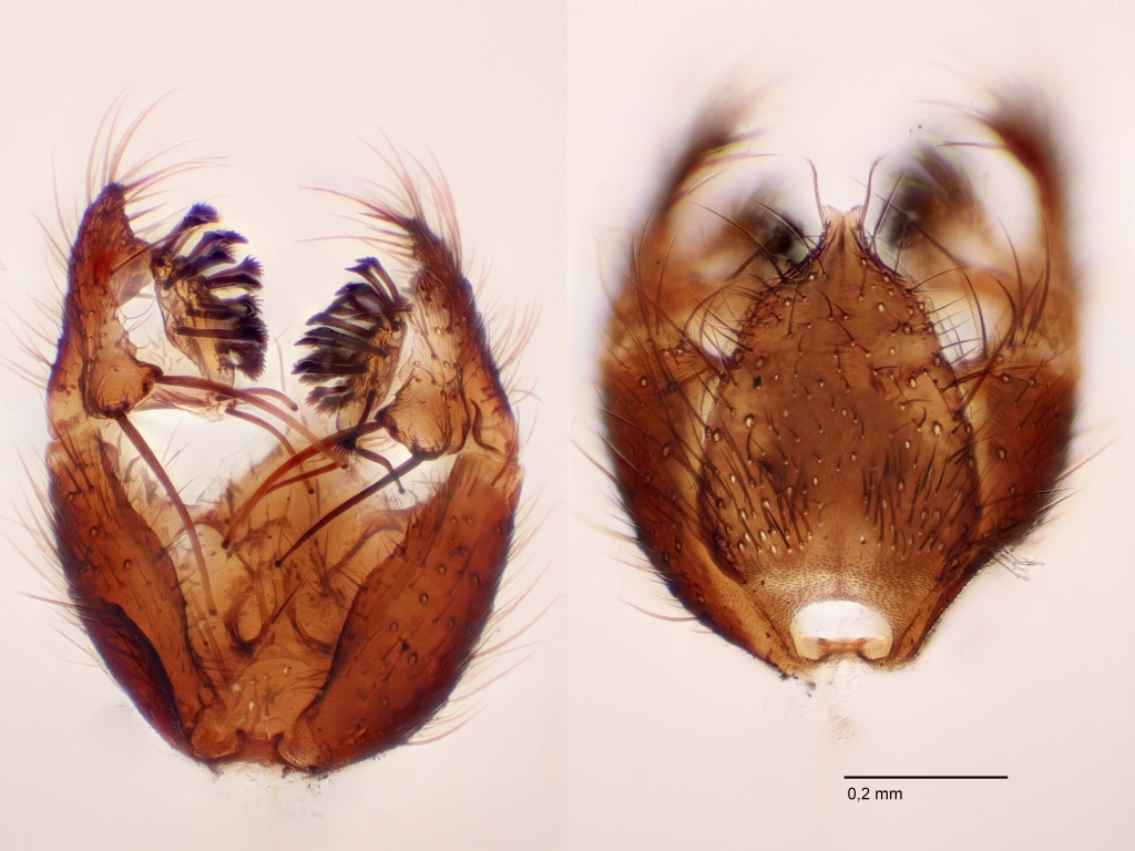 Sciophila buxtoni (Sciophila buxtoni)