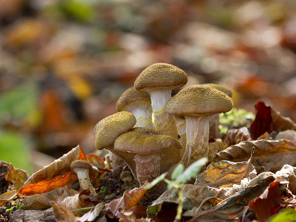 Køllestokket Honningsvamp (Armillaria lutea)