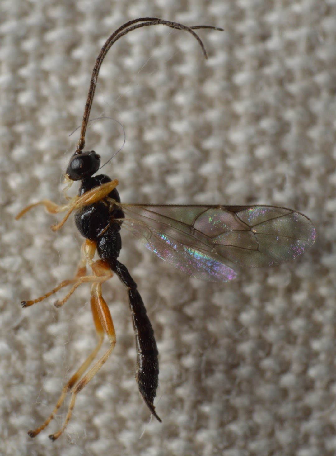 Acrodactyla quadrisculpta (Acrodactyla quadrisculpta)