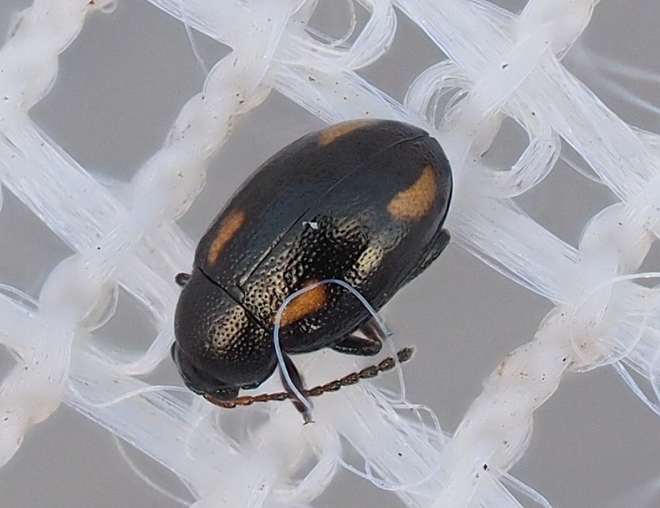 Phyllotreta exclamationis (Phyllotreta exclamationis) Naturbasen