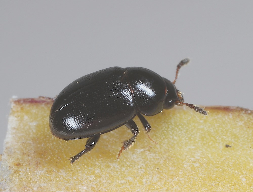 Hydnobius punctatus (Hydnobius punctatus)