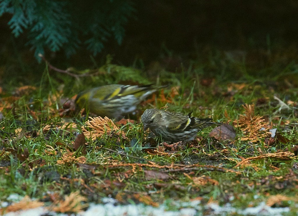 Grønsisken (Carduelis spinus)