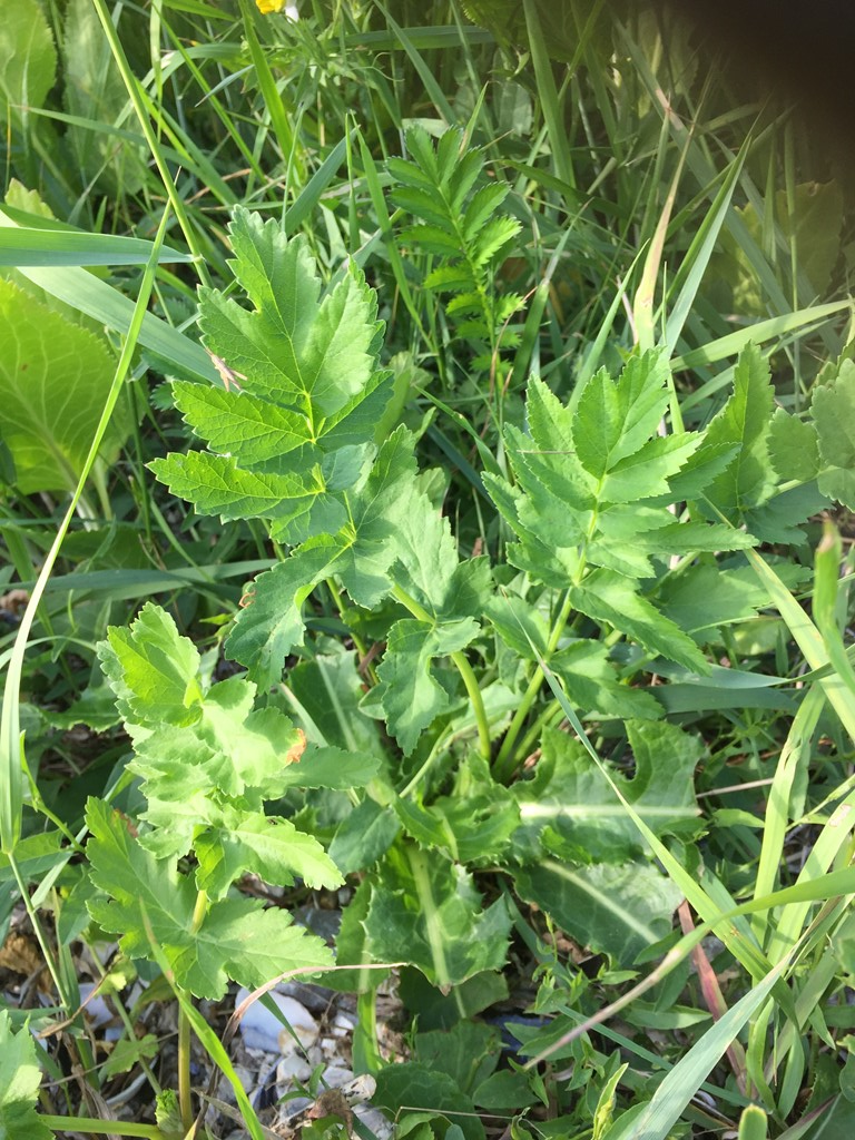 Pastinak (Pastinaca sativa)