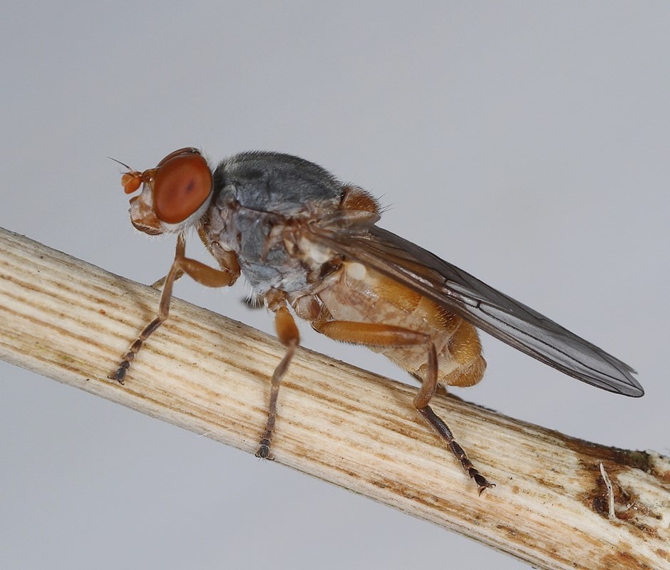 Bøge-Træsaftsvirreflue (Brachyopa pilosa)