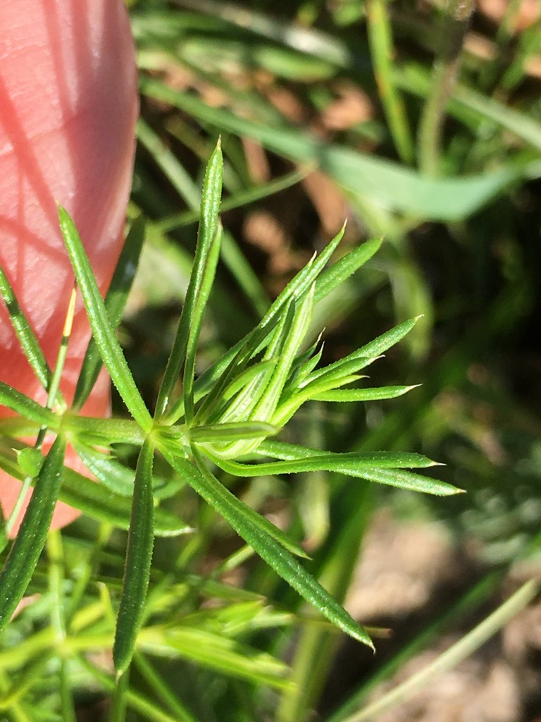 Contarinia vera (Contarinia vera)