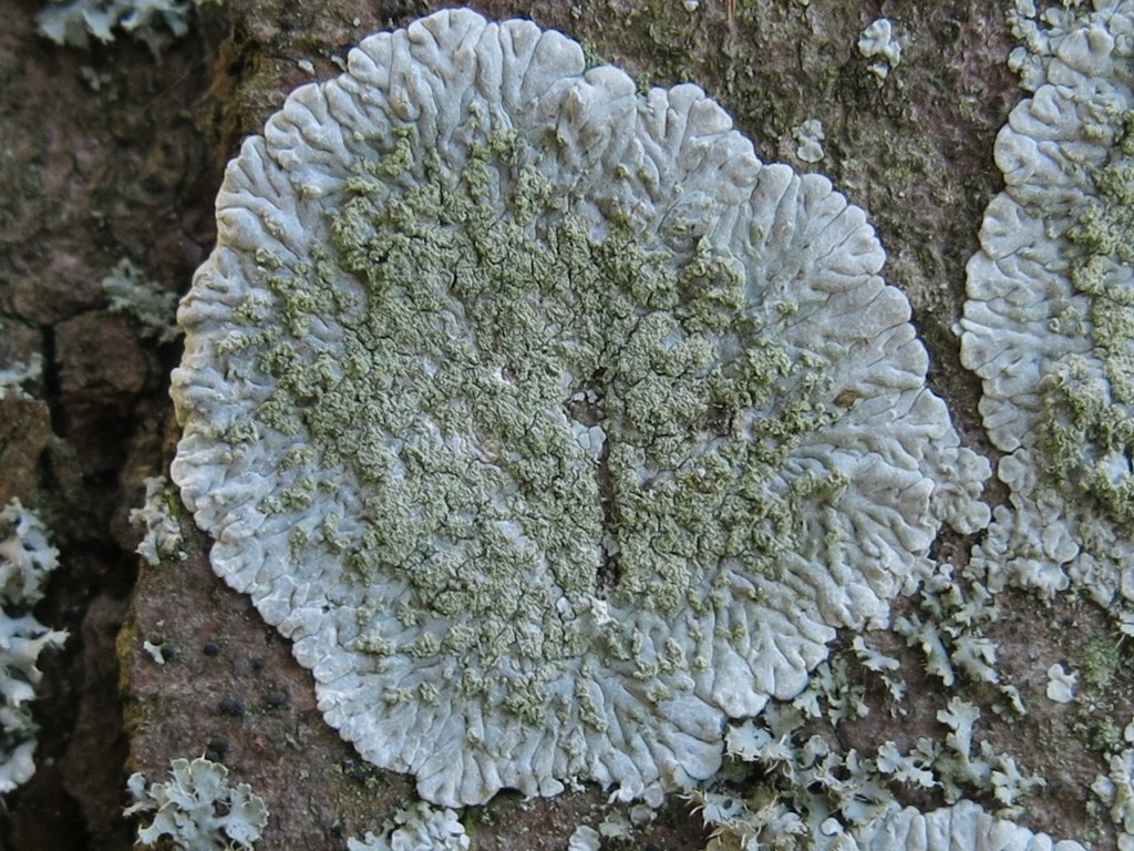 Grå Støvrosetlav (Diploicia canescens)