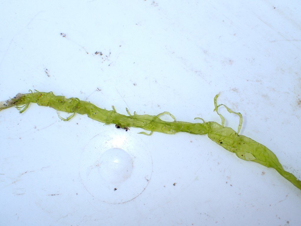 Centralgrenet Rørhinde (Ulva prolifera)