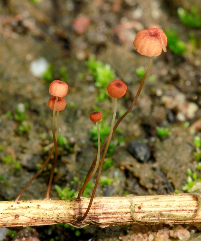 Teglrød Bruskhat (Marasmius curreyi)