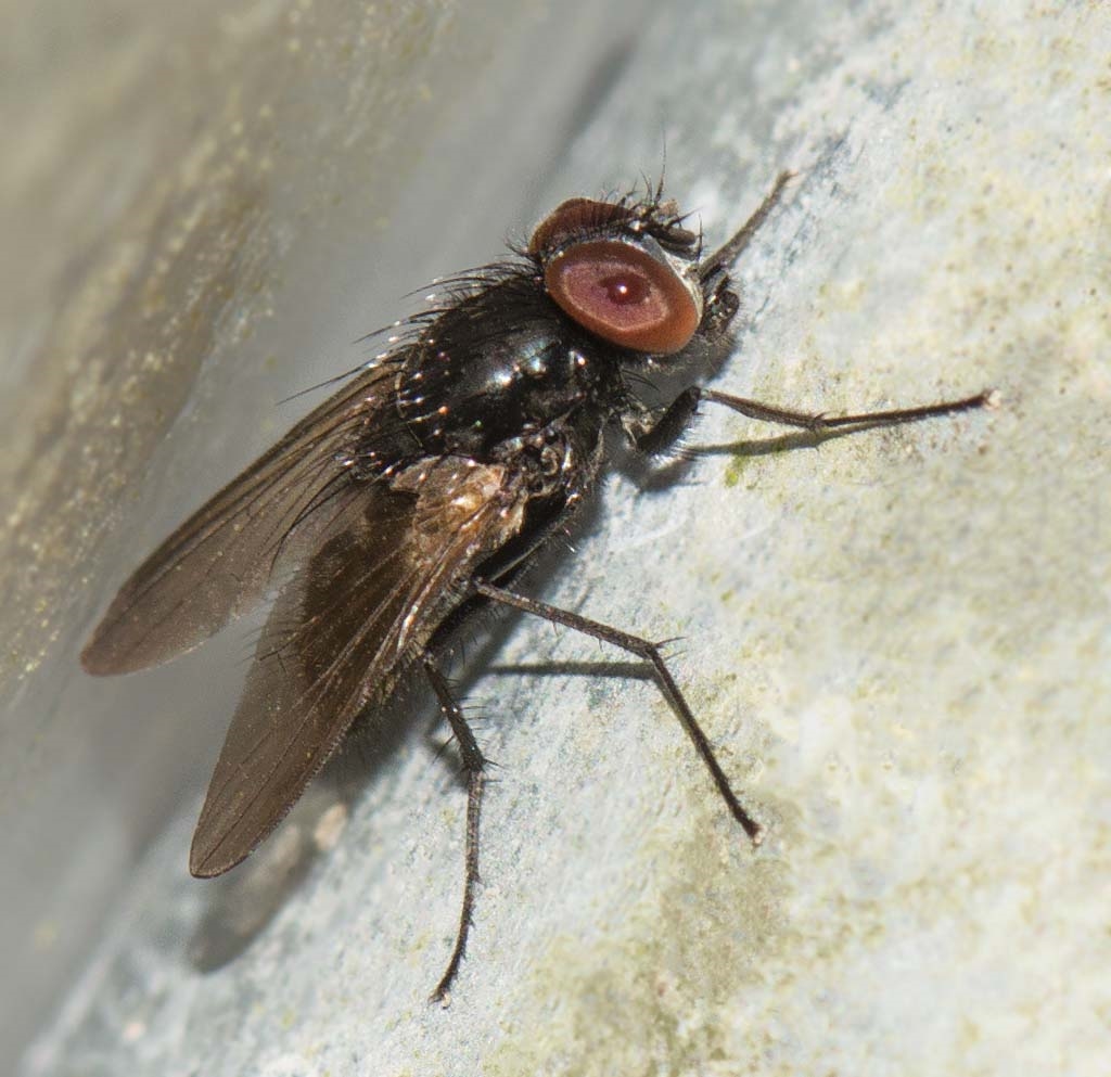 Hydrotaea cyrtoneurina (Hydrotaea cyrtoneurina)