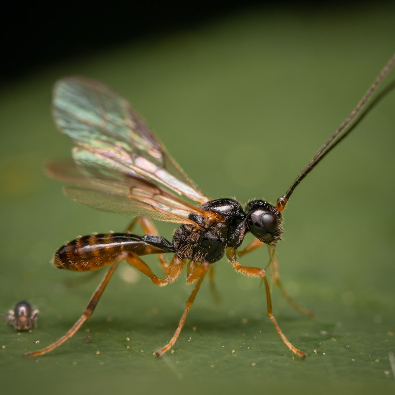 Dacnusa sp. (Dacnusa sp.)