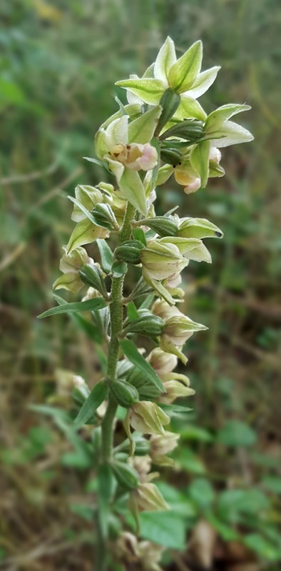 Tætblomstret Hullæbe (Epipactis purpurata)