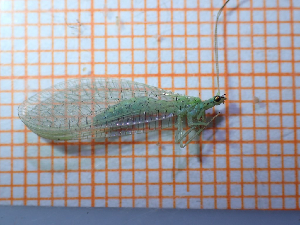 Pseudomallada prasinus (Pseudomallada prasinus)