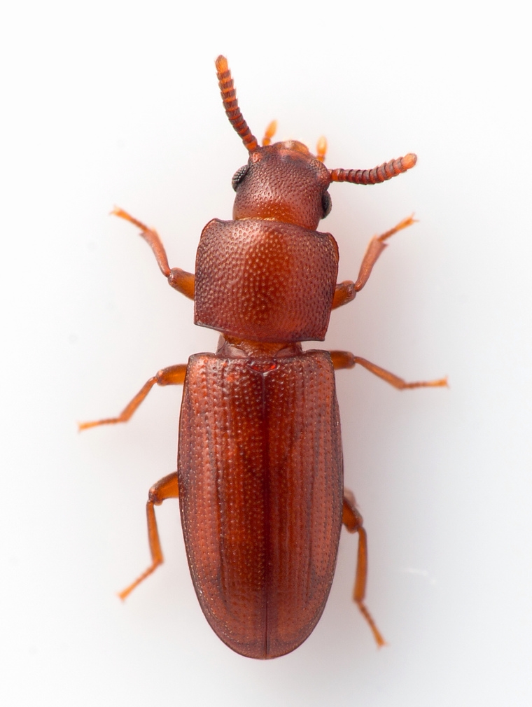 Palorus depressus (Palorus depressus)