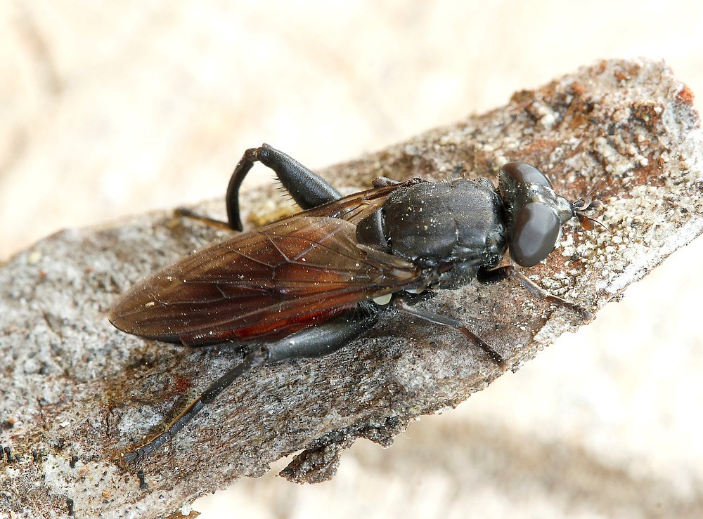 Fyrre-Træsmuldsvirreflue (Chalcosyrphus piger)