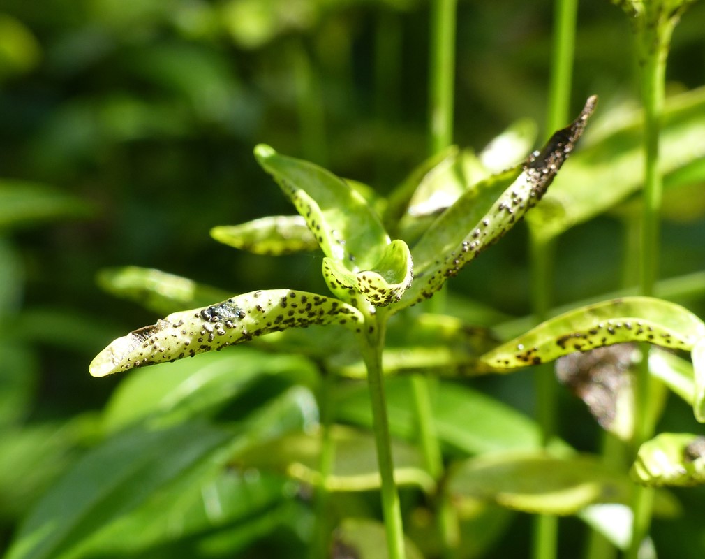 Puccinia cribrata (Puccinia cribrata)