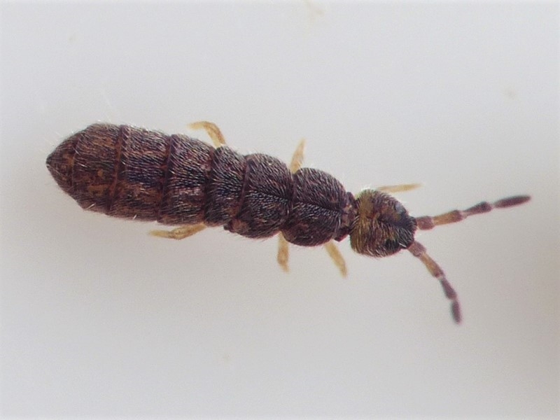 Desoria tolya (Desoria tolya)