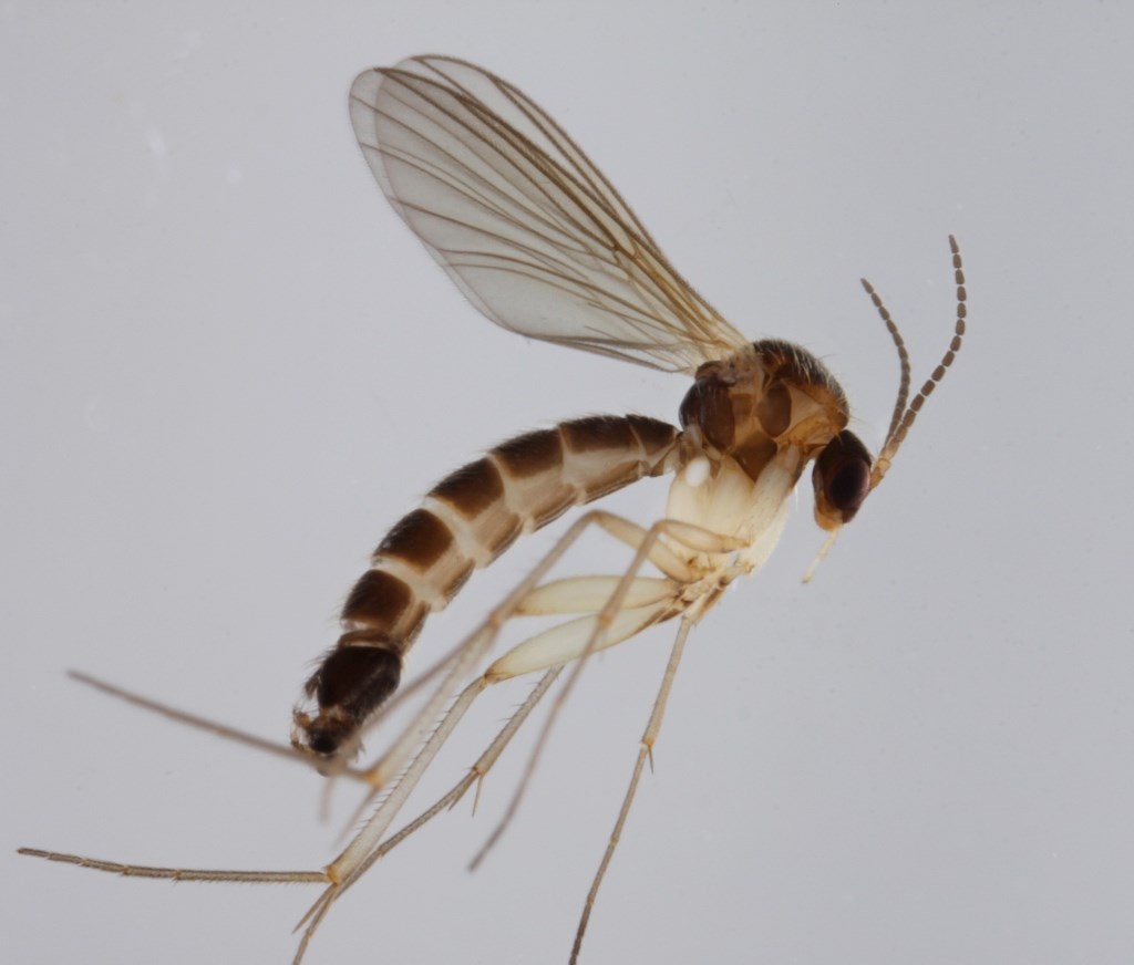 Trichonta conjungens (Trichonta conjungens)