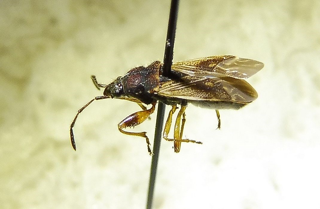 Langhåret Mosefrøtæge (Pachybrachius luridus)