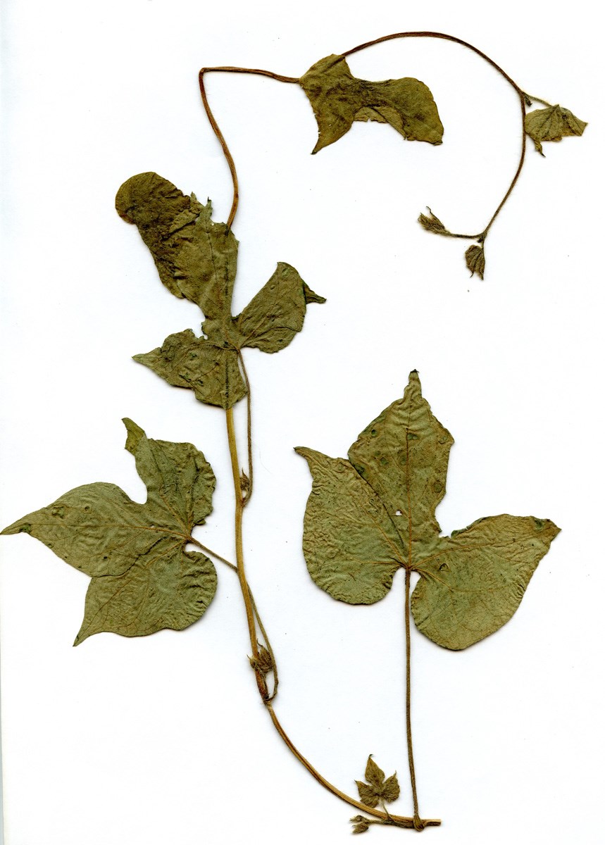 Vedbend-Tragtsnerle (Ipomoea hederacea)