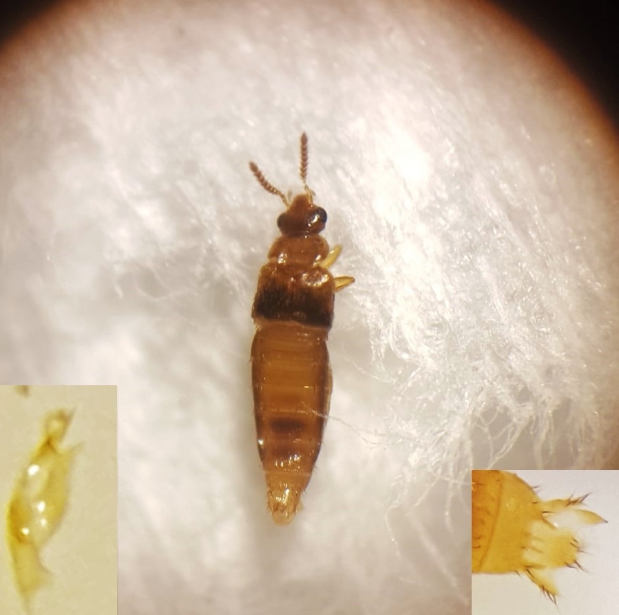 Gyrophaena minima (Gyrophaena minima)