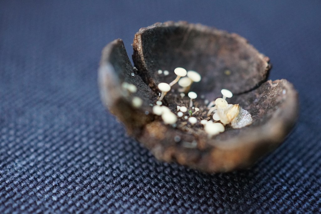 Frugt-Stilkskive (Hymenoscyphus fructigenus)