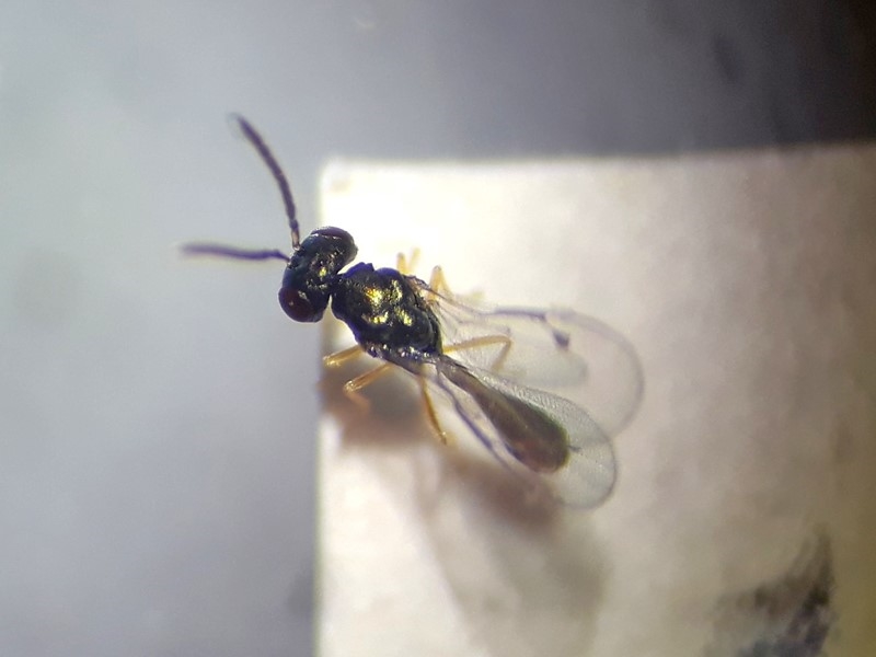 Coruna clavata (Coruna clavata)