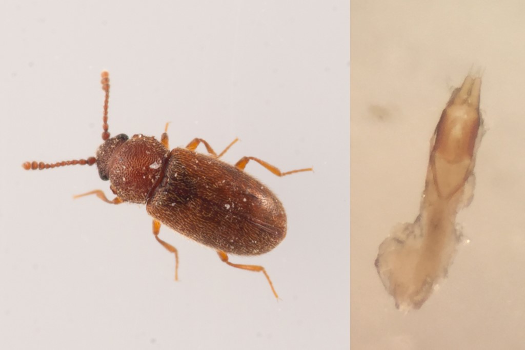 Cryptophagus denticulatus (Cryptophagus denticulatus)