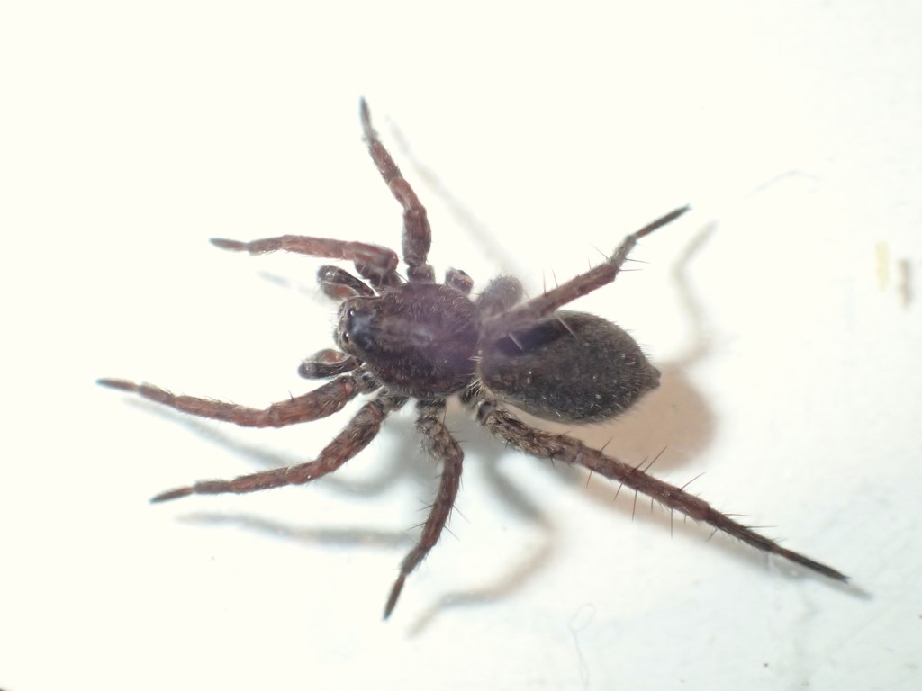 Pardosa paludicola (Pardosa paludicola) Naturbasen