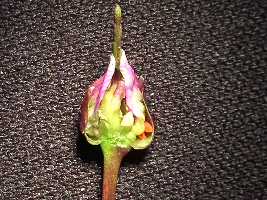 Dasineura cardaminis (Dasineura cardaminis)