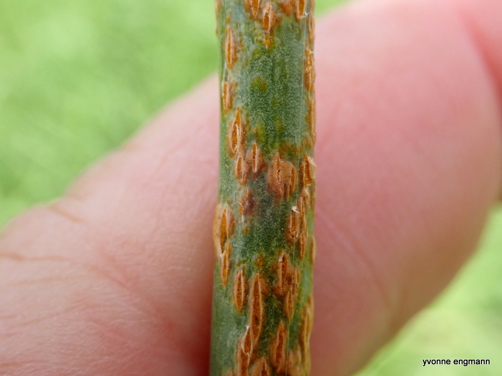 Løgrust (Puccinia porri)