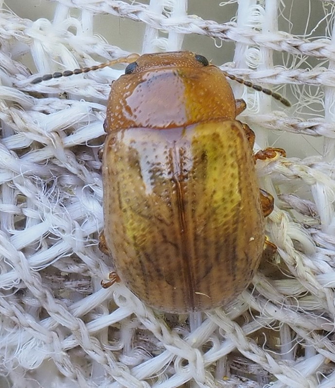 Gonioctena pallida (Gonioctena pallida)