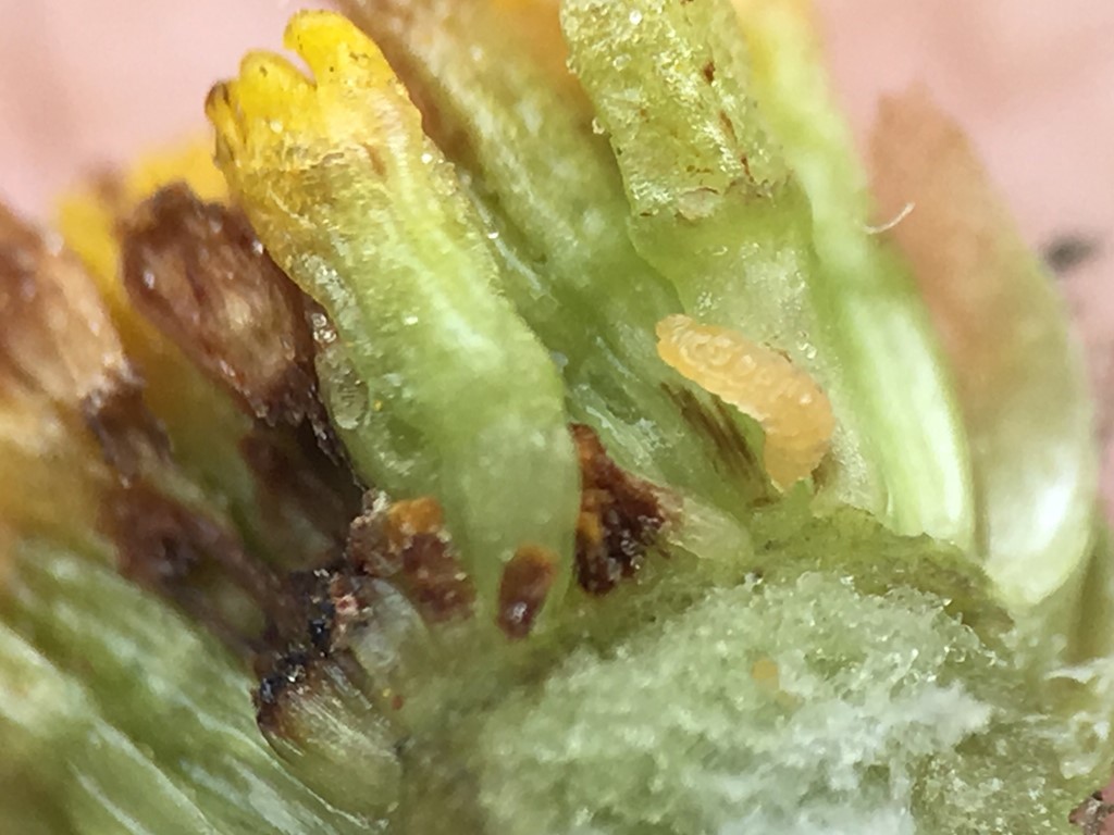 Contarinia tanaceti (Contarinia tanaceti)