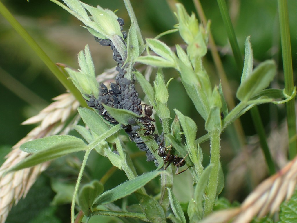 Sort Fladbælgbladlus (Aphis pseudocomosa)