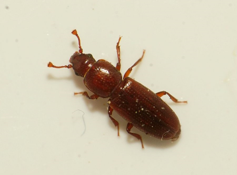 Rhizophagus cribratus (Rhizophagus cribratus)